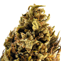 Sour Diesel Toulousaine — fleur CBD Thi'Apéro, livraison Thionville